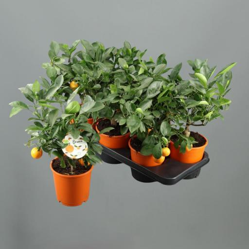 Citrofortunella Microcarpa (calamodin) 40 cm