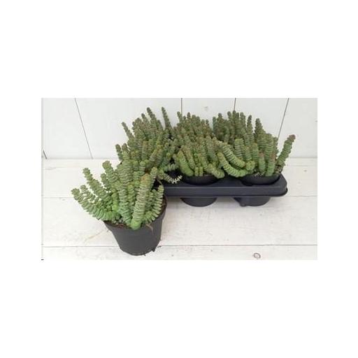 Crassula Marnieriana