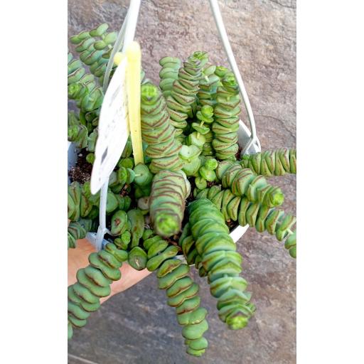 Crassula Marnieriana [2]