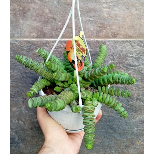 Crassula Marnieriana