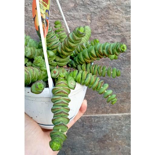 Crassula Marnieriana [1]
