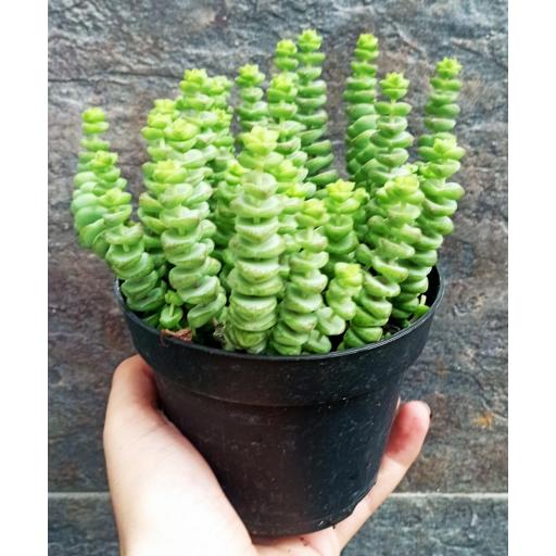 Crassula Marnieriana