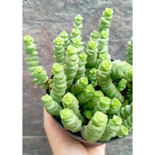 Crassula Marnieriana [1]