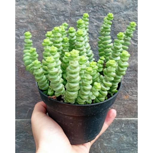 Crassula Marnieriana [2]