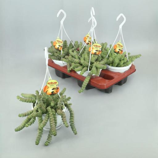 Crassula Marnieriana