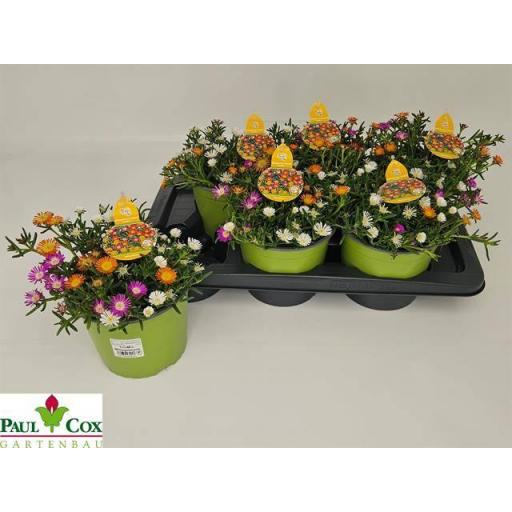 Delosperma Uña de gato