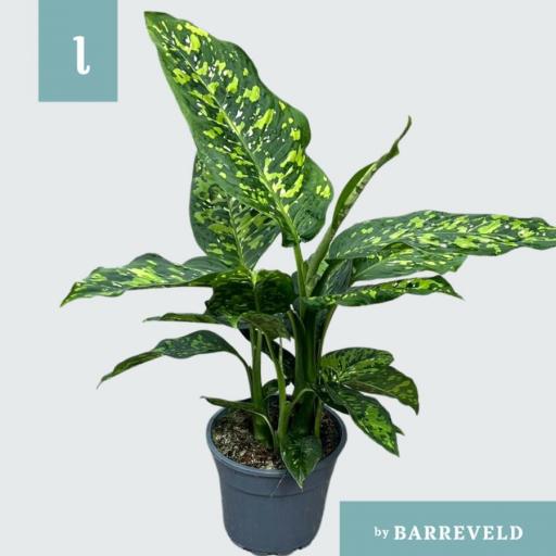 Dieffenbachia spotty [0]