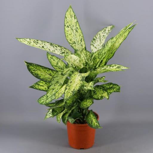 Dieffenbachia Vesuvius