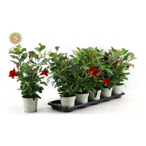 Dipladenia  mandevilla roja