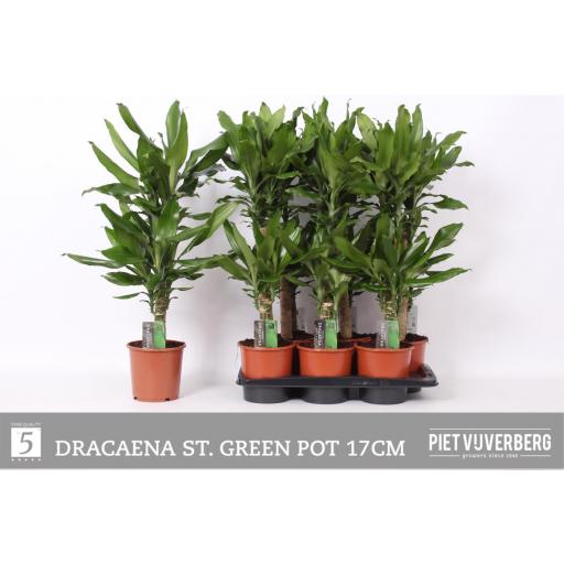 Dracaena Frag Derem 2 pies 90 cm