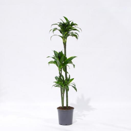 Dracaena dorado