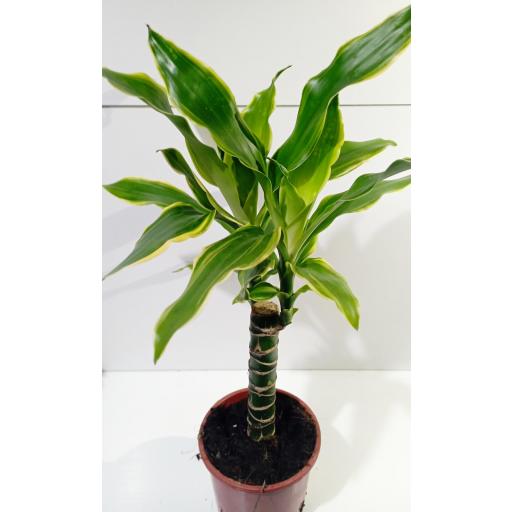 Dracaena yellow coast