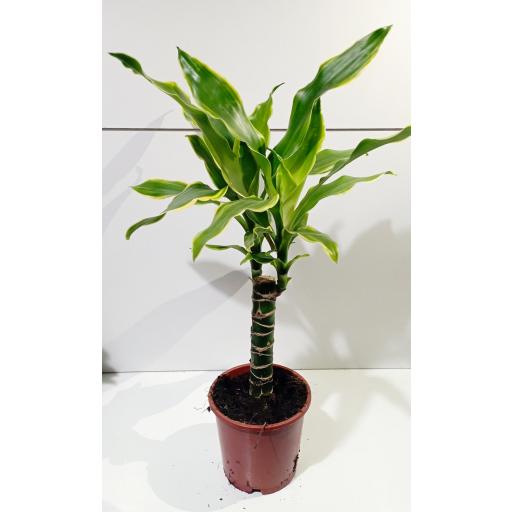 Dracaena yellow coast [1]