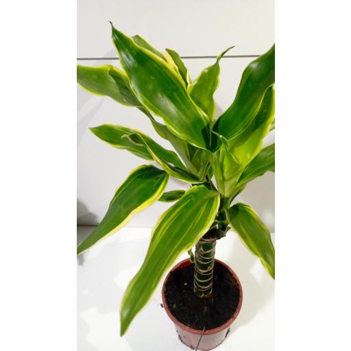 Dracaena yellow coast [2]