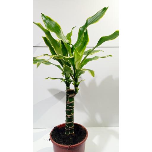 Dracaena yellow coast [3]