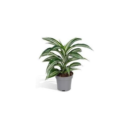 Dracena White Stripe 60 cm
