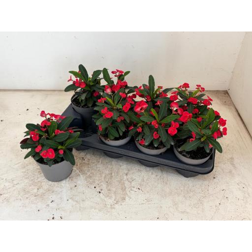 Euphorbia maxi olimpia [0]