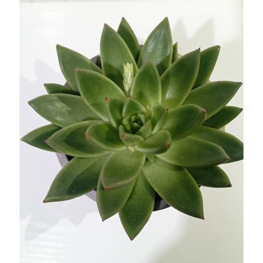 Echeveria con macetero cerámico [1]