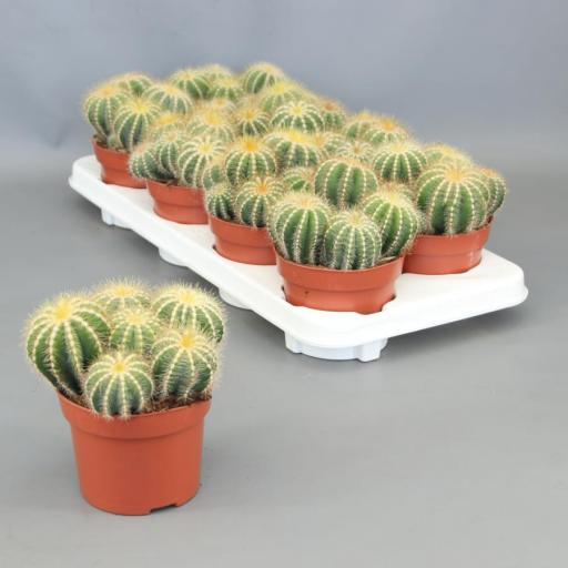 Cactus Eriocactus Magnificus