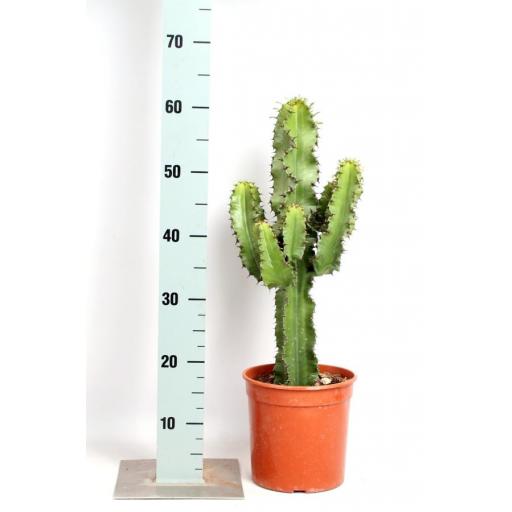 Euphorbia Abyssinica (Erytrea)