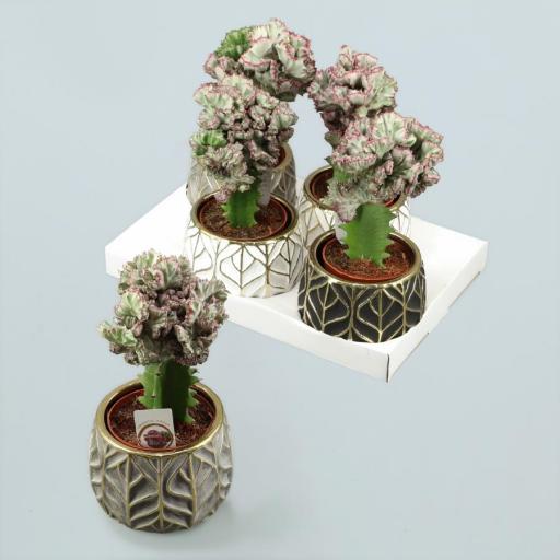 Euphorbia Lactea Cristata macetero cerámica