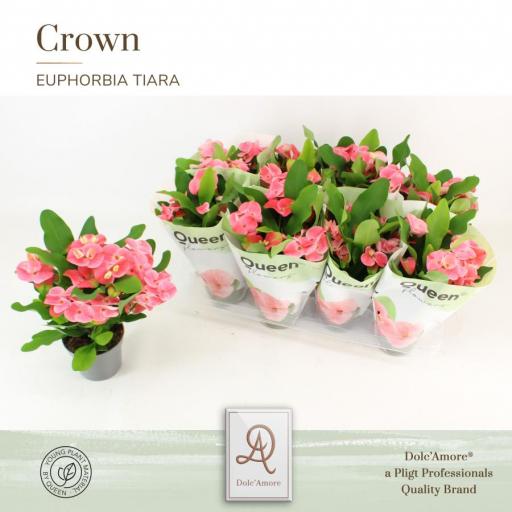 Euphorbia Tiara Charlotte ROSA