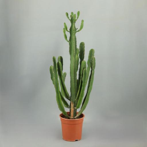  Euphorbia Triangularis 