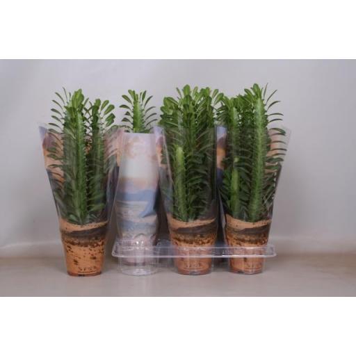 Euphorbia trigona  rubra cactus [0]