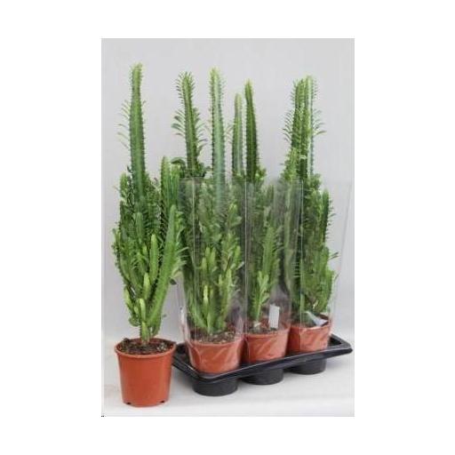 Euphorbia trigona 75 cn