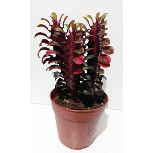 Euphorbia trigona  rubra cactus