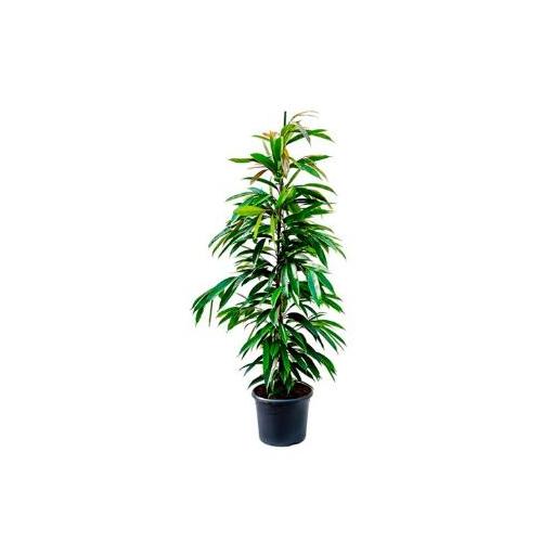 Ficus 3 cañas Amstel king