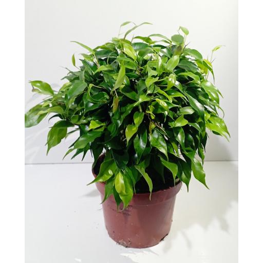 Ficus benjamina