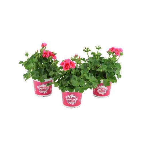 Geranio Pelargonium Pretty Little [0]