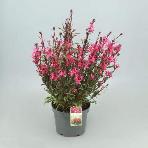 Gaura Lindheimeri