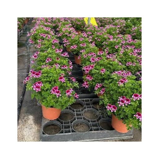 Geranio  Pelargonium Randy [0]