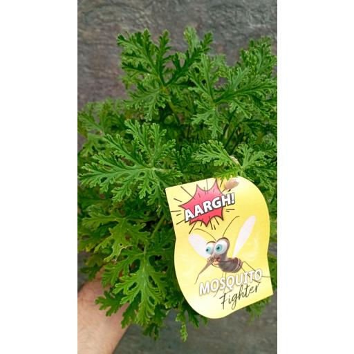 Geranio  pelargonium antimosquitos citronela [1]