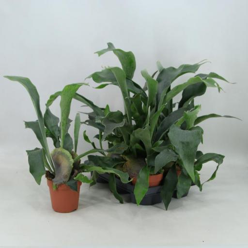 Platycerium Bifurcatum (cuerno de alce)