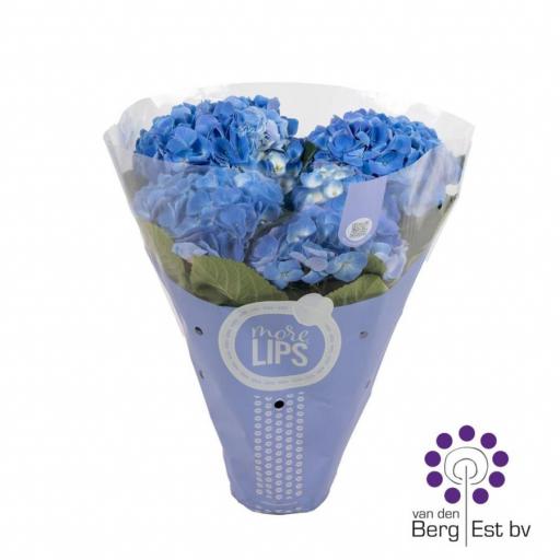 Hortensia azul morelips 7-8 flores [0]