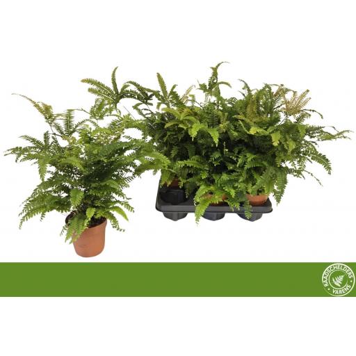 Helecho Bronze Ven [0]