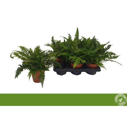 Helecho Polystichum tsussimen [0]
