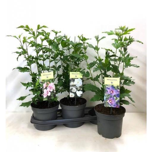 Hibiscus syriacus 