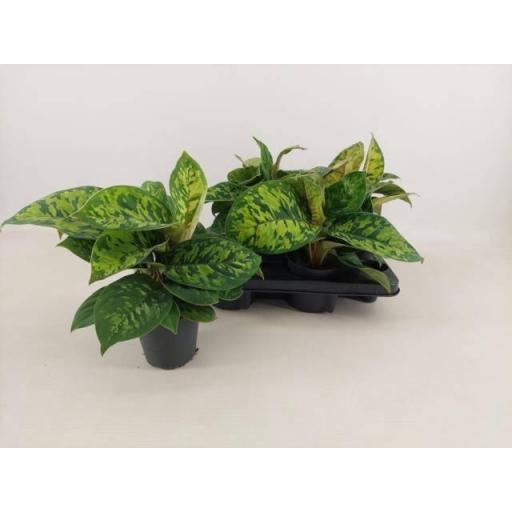 Homalomena Camouflage
