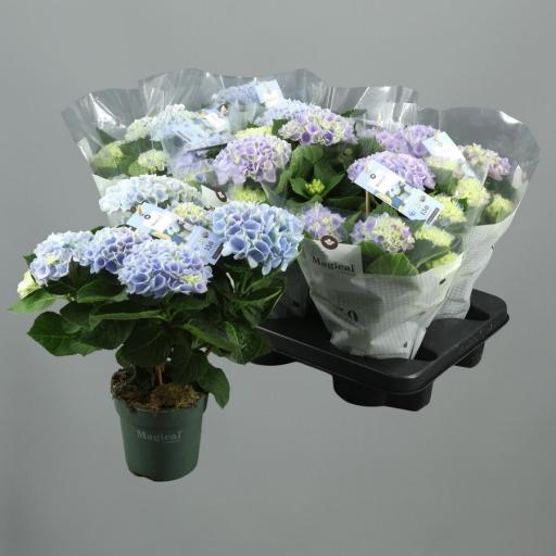 Hortensia azul revolution