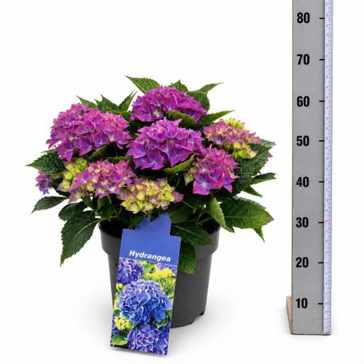 Hortensia morada