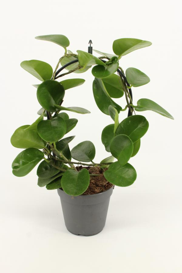 Hoya Australis Flor de cera