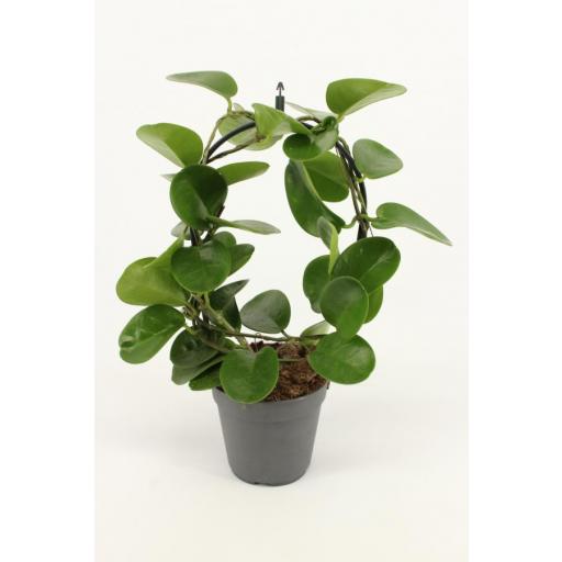 Hoya Australis Flor de cera