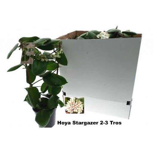 Hoya calycina Stargazer  Flor de cera [0]