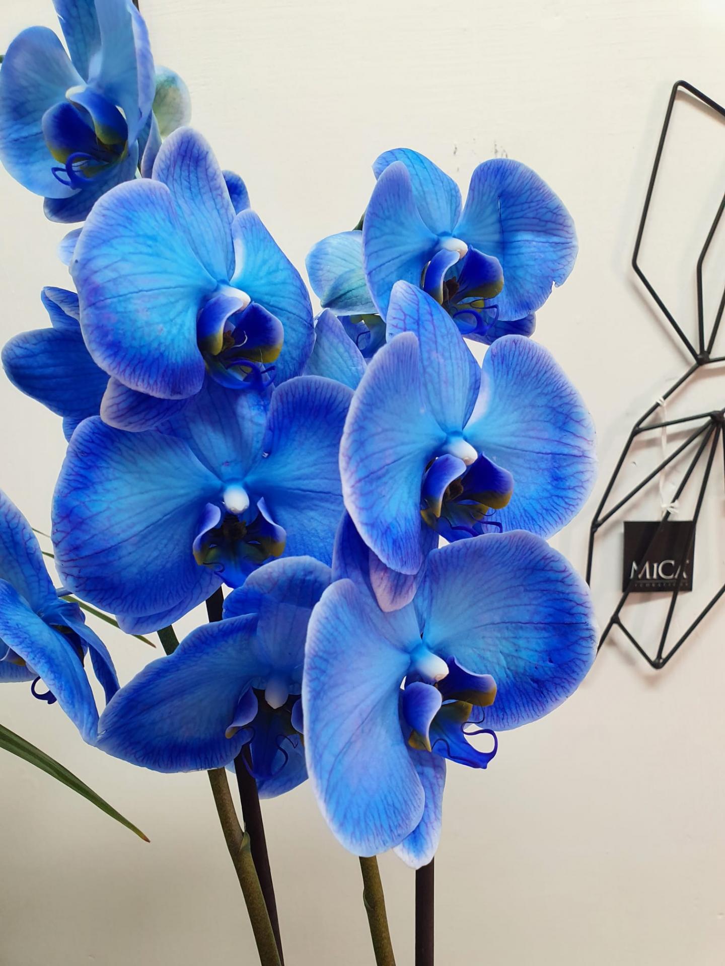 Orquidea Phalaenopsis azul . Envío gratis. Naturalove.es