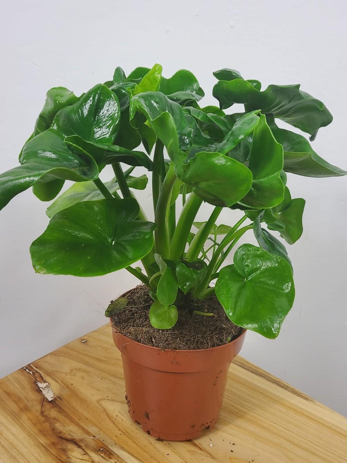 Philodendron atom.jpg