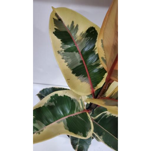 Ficus ruby 70 cm [2]